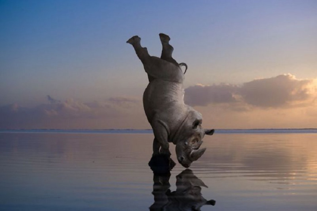 Un éléphant en équilibre sur ses pattes avant, reflété dans l'eau au coucher du soleil.